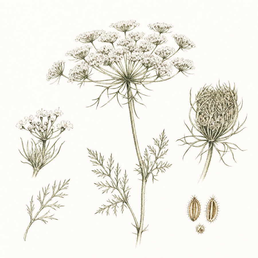 Ink field sketch of an umbellifer spray, from the studio notebook